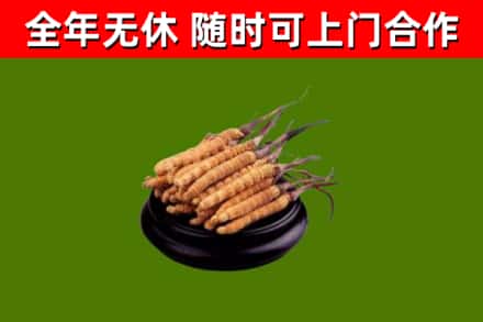 松原回收散虫草