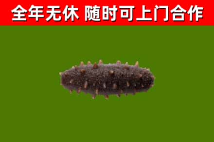 松原回收海参干